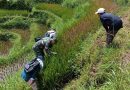 Bantu Identifikasi Hama Wereng, Merupakan Langkah Nyata TNI Tingkatkan Hasil Pertanian