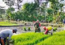 Ketahanan Pangan dan Dampaknya Bagi Bangsa Indonesia
