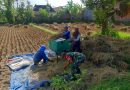 Babinsa Kodim Ponorogo Bantu Petani Panen Padi