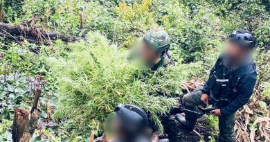 Satgas Swasembada Berhasil Ungkap Ladang Ganja di Pegunungan Bintang, Puluhan Tanaman Siap Panen Diamankan