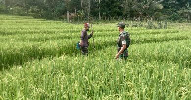 Pendampingan Petani oleh Babinsa Kodim Ponorogo Perkuat Kemandirian Pangan