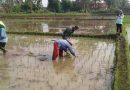 Dorong Petani Sukses, Babinsa Kodim Ponorogo Bantu Tanam Padi