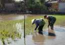 Serka Junaedi Dampingi Petani Tanam Padi, Perkuat Ketahanan Pangan Nasional