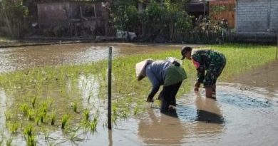 Serka Junaedi Dampingi Petani Tanam Padi, Perkuat Ketahanan Pangan Nasional