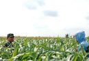 Serka Rapingi Dampingi Petani Bersihkan Gulma Jagung, Dukung Ketahanan Pangan Nasional