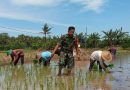 Babinsa Tingkatkan Hasil Panen dan Kesejahteraan Petani di Desa Banjar