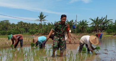 Babinsa Tingkatkan Hasil Panen dan Kesejahteraan Petani di Desa Banjar