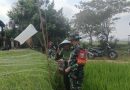 Babinsa Karangrejo Dampingi Petani Usir Hama Burung, Upaya Maksimalkan Hasil Panen