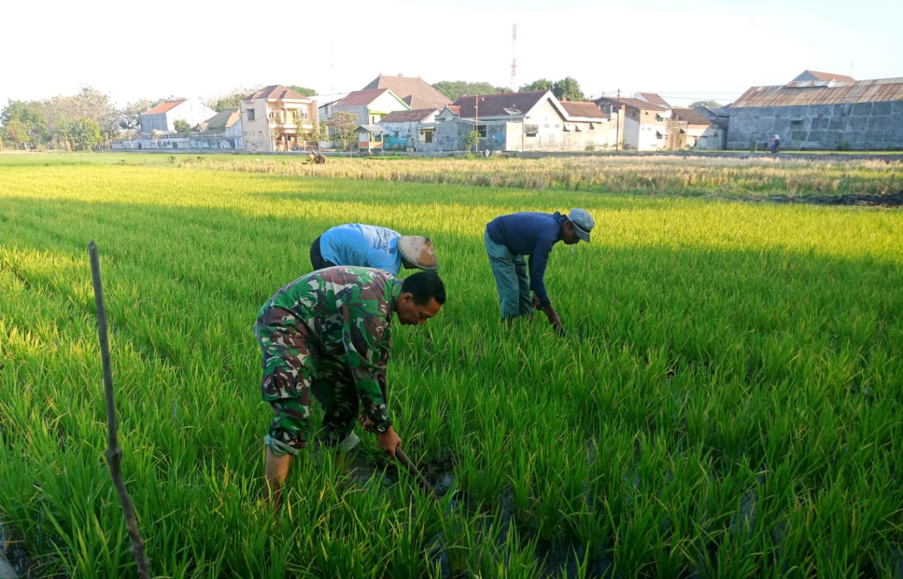 Tingkatkan Produktifitas Panen Babinsa Kodim Madiun Bantu 