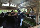 Antisipasi PMK, Babinsa Sumberbening Bersama Petugas Peternakan Periksa Kesehatan Hewan Ternak