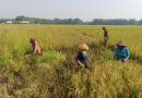 Babinsa Posramil Gerih Dampingi Petani Panen Padi Di Wilayah Binaannya