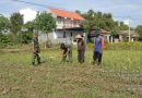 Sukseskan Ketahanan Pangan, Anggota Kodim 0802/Ponorogo Turut Pendampingan Petani Jagung