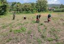 Dukung Penguatan Pangan Wilayah, Babinsa Kodim 0802/Ponorogo Pendampingan Petani Pemupukan Tanaman Jagung