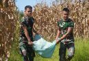 Korem 012/TU Dukung Swasembada Pangan Dengan Panen Jagung