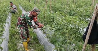 Babinsa Mapurujaya Sertu Tangkas Budiono Selalu Rutin Mendampingi Petani Binaan Sebagai Upaya Mensukseskan Program Ketahanan Pangan Wilayah