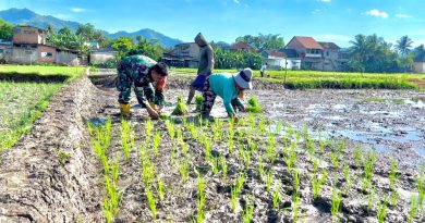 Tingkatkan Hanpangan, Babinsa Koramil 0801/01 Pacitan Bantu Tanam Padi