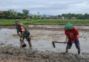 Dukung Petani, Serda Munawar Dampingi Penyiapan Lahan Bibit Padi