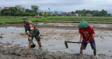 Dukung Petani, Serda Munawar Dampingi Penyiapan Lahan Bibit Padi