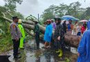 Aksi Cepat TNI-Polri & BPBD Trenggalek: Pohon Tumbang Teratasi, Jalan Munjungan-Tawing Lancar!