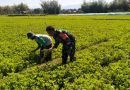 Aktif Pendampingan Petani, Babinsa Kodim 0802/Ponorogo Ikut Pembersihan Gulma Tanaman Kacang Tanah