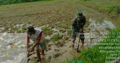 Percepat Penyiapan Lahan,Babinsa Koramil 0801/03 Arjosari Bantu Pengolahan Sawah