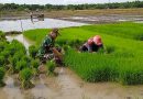 Sukseskan Ketahanan Pangan Wilayah, Babinsa Kodim Ponorogo Bantu Petani Siapkan Bibit Padi