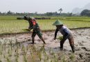 Dukung Ketahanan Pangan Nasional, Serda Yudi Bantu Petani Tanam Padi