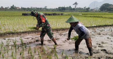 Dukung Ketahanan Pangan Nasional, Serda Yudi Bantu Petani Tanam Padi