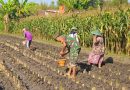 Pendampingan Petani, Babinsa Kodim Ponorogo Bantu Tanam Jagung