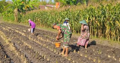 Pendampingan Petani, Babinsa Kodim Ponorogo Bantu Tanam Jagung