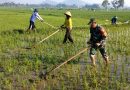 Pendampingan Petani, Babinsa Kodim Ponorogo Masuk Sawah Bantu Penyiangan Gulma