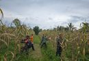 Dukung Program Ketahanan Pangan, Babinsa Koramil 1710-02/Timika Bantu Warganya Dalam Memanen Jagung