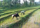 Tingkatkan Hasil Panen, Babinsa Kodim Ponorogo Bantu Petani Penyiangan Tanaman Padi