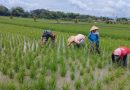 Babinsa Kodim Ponorogo Bantu Poktan Bersihkan Rumput Sekitar Tanaman Padi