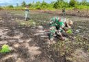 Sukseskan Program Ketahanan Pangan Babinsa Koramil 03/Kuala Kencana Bantu Petani Tanam Padi