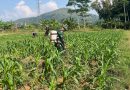 Cegah Hama, Babinsa Koramil 0801/01 Pacitan Bantu Petani Semprot Tanaman Jagung