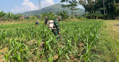 Cegah Hama, Babinsa Koramil 0801/01 Pacitan Bantu Petani Semprot Tanaman Jagung