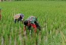 Aktif Pendampingan dan Pengawalan, Babinsa Kodim Ponorogo Bantu Petani Penyiangan Gulma Tanaman Padi