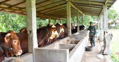 Bangun Ketahanan Pangan, Dandim Ponorogo Tinjau Petani dan Ternak Sapi