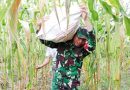 Selalu Hadir Bersama Warga Binaan, Babinsa Mapurujaya Bantu Petani Panen Jagung