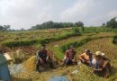 Komsos Sergab, Upaya Babinsa Kodim Ponorogo Makmurkan Petani