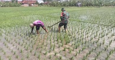 Babinsa Kodim Ponorogo Bantu Petani Penyiangan Gulma Tanaman Padi