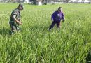 Babinsa Kodim Ponorogo Bantu Petani Penyiangan Tanaman Padi