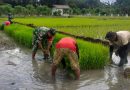 Serka Mustakim Hadir di Tengah Petani, Kawal Tahapan Awal Musim Tanam Padi