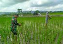 Dorong Peningkatan Produksi Pertanian, Serma Eko Dampingi Petani Menyiangi Padi
