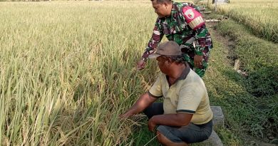 Babinsa Kodim Ponorogo Dampingi Petani Rawat Tanaman Padi Jelang Panen
