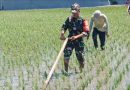 Babinsa Kodim Ponorogo Pendampingan Petani Penyiangan Gulma Tanaman Padi