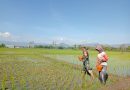 Babinsa Kodim Ponorogo Bantu Petani Pupuk Tanaman Padi