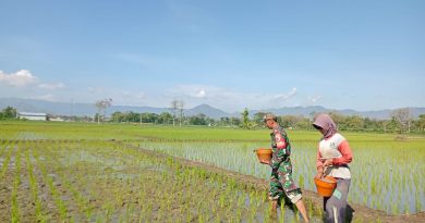 Babinsa Kodim Ponorogo Bantu Petani Pupuk Tanaman Padi