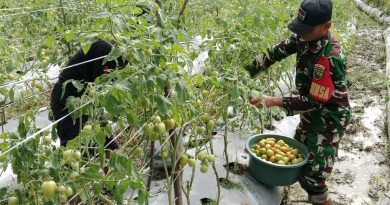 Beri Motivasi Serta Dukungan, Babinsa Koramil Mapurujaya Bantu Salah Satu Petani Binaan Panen Tomat